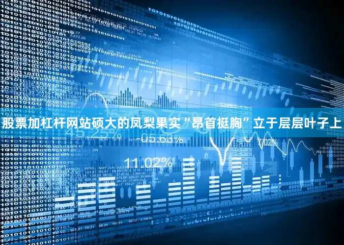 股票加杠杆网站硕大的凤梨果实“昂首挺胸”立于层层叶子上